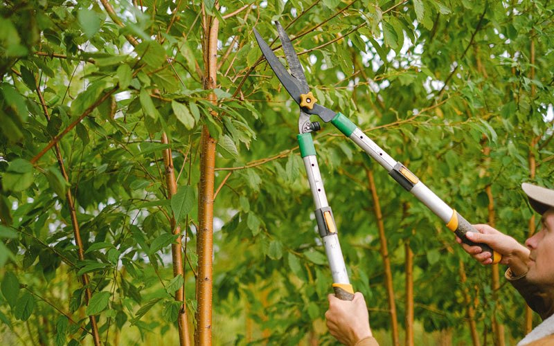 Tree trimming in Miamisburg, OH